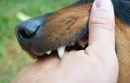 MHL-Dog-Bite-Animal-Attack-Injury-Lawyerl